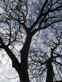 Baum Innenhof